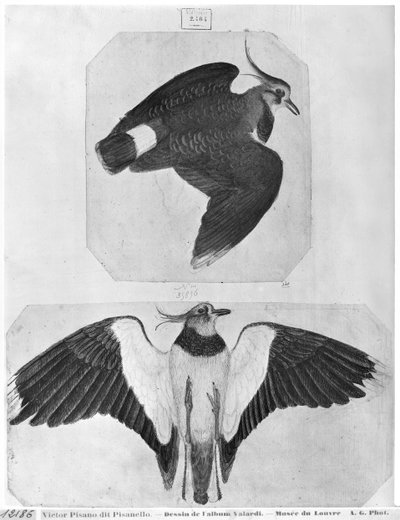 Budgerigars, from the The Vallardi Album by Antonio Pisanello